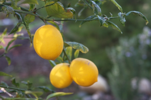 perfect lemons